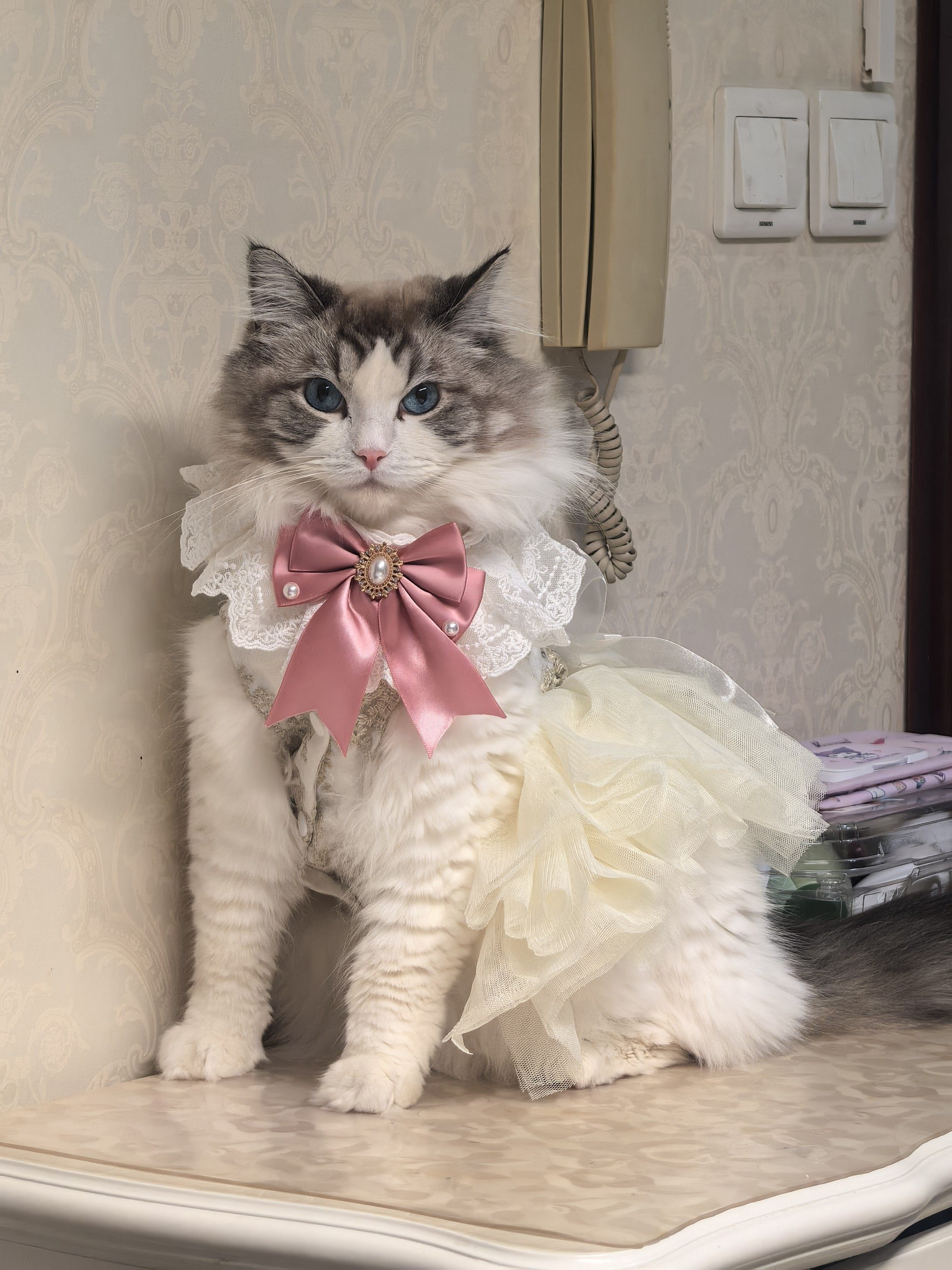 Lace Bib Style Pet Bandana for Cats & Small Dogs  MOE0015
